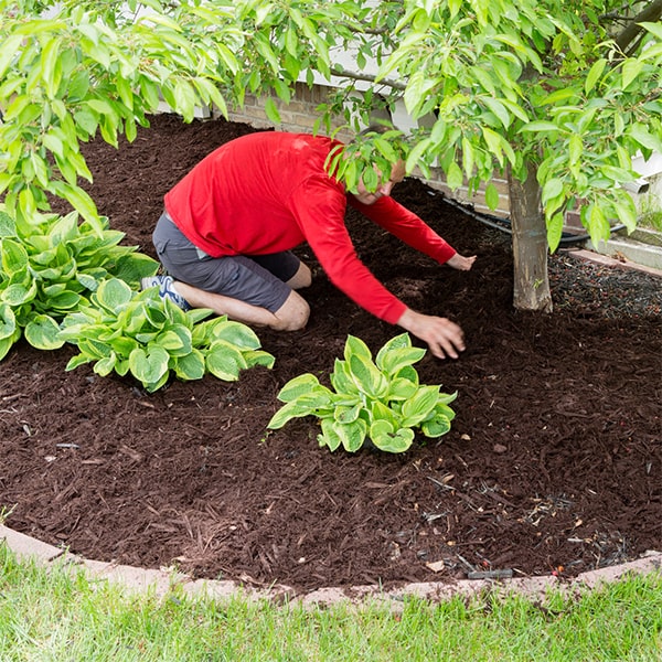 mulch installation the recommended thickness for mulch installation in garden beds is typically 2-3 inches